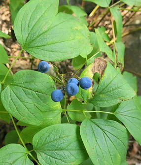 Caullophylum thalictroides 