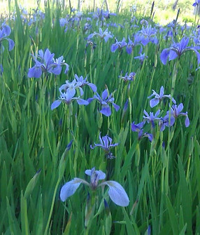 Iris versicolor