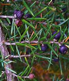 Juniperus communis 