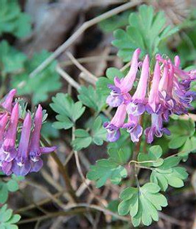 Corydalsi yanhusuo