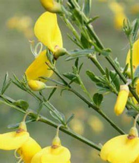 Cytissus scoparius 