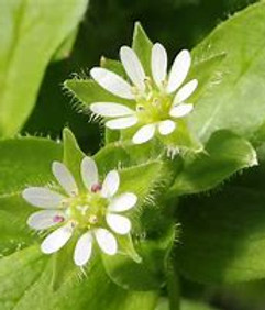 Stellaria.jpg