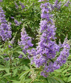 Vitex agnus castus 