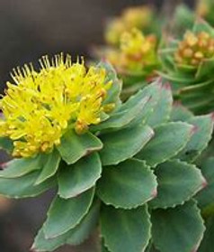 Rhodiola rosea 