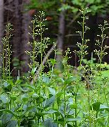 Scrophularia nodosa.jpg