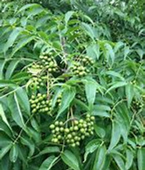 Phellodendron amuresnsce