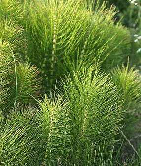 Equisetum arvense