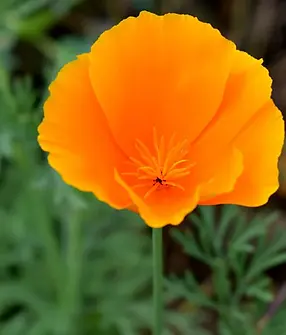 Eschscholtzia californica 