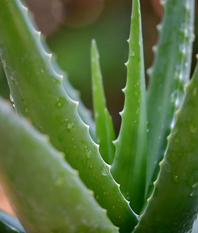 aloe vera.jpg