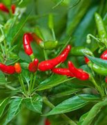 Capsicum frutescens 