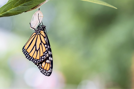 closeup-shot-of-beautiful-butterfly-metamorphosis-concept_edited.png