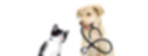 犬と猫