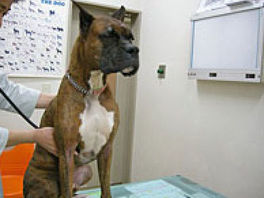 リッキー動物病院