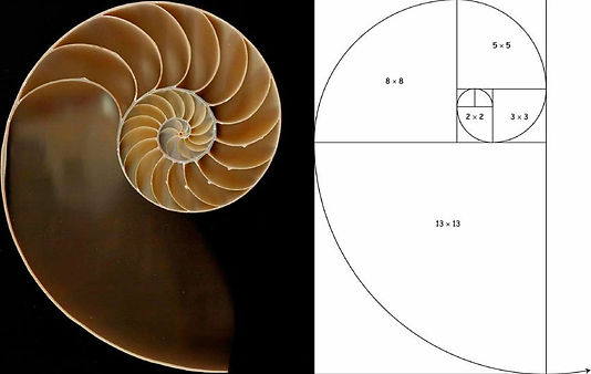 golden-ratio.a202a898362893663079.jpg