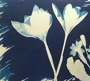 Cyanotype Crocus.jpg