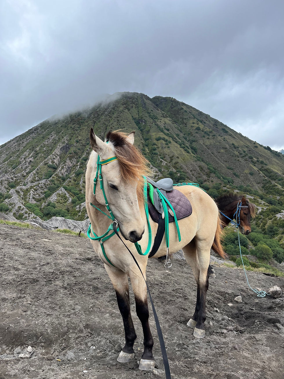Jávský deník - den 33. Sopka Bromo