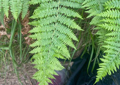 Psychothérapie ou coaching ?