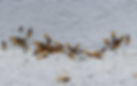 termites