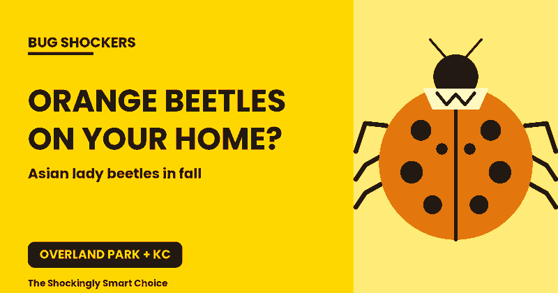 Bug Shockers illustration of an orange Asian lady beetle for Overland Park and Kansas City