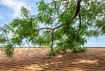 Overhanging tree branches near a roofline, a common bridge for termites to enter Kansas City and Wichita homes.