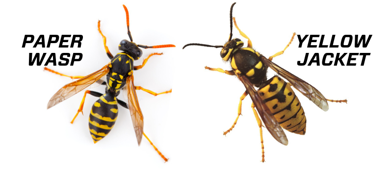 Side-by-side identification graphic showing a paper wasp and a yellow jacket to help Wichita homeowners tell them apart.