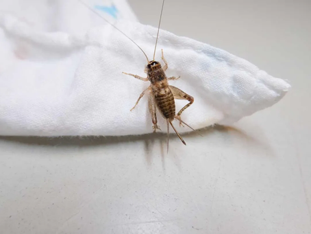 Why Are Crickets Everywhere in Wichita Late Summer?