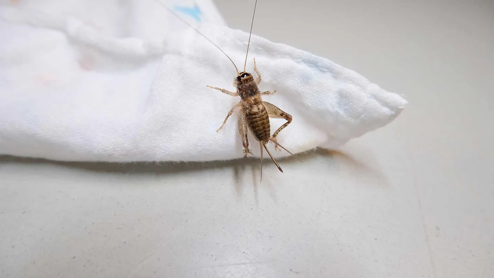 Field cricket inside a home on white fabric in Wichita Kansas