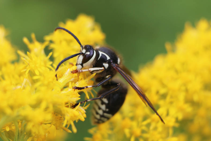 A bald-faced hornet on a vibrant yellow flower, offering local insect identification for homeowners in Wichita and Derby, Kansas.