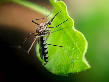 Mosquito Harborage.jpeg