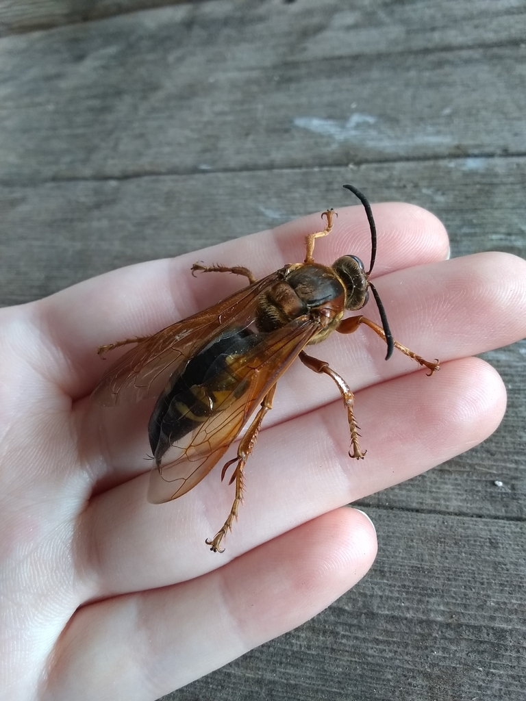 A large cicada killer wasp resting on a person's hand, demonstrating its size for local pest identification in Wichita, Kansas.