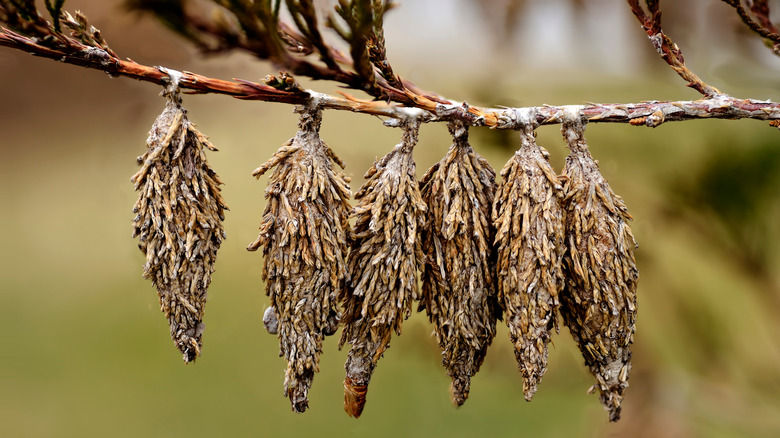 Bagworms