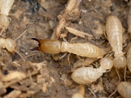 Termites are one of the most destructive pests facing Wichita homeowners -- and one of the hardest to catch early. In many cases, they cause serious damage long before anyone realizes there's a problem. Knowing the warning signs can save you thousands in repairs. Why Termites Are Hard to Detect in Wichita Homes Unlike ants or rodents, termites work quietly and out of sight. They feed inside walls, crawl spaces, and foundations. They avoid light and open air. By the time visible damage appears, a colony may have been active for months -- or even years. This is especially important in Wichita and the surrounding communities of Derby, Andover, El Dorado, and Augusta. Our Kansas climate creates near-perfect conditions for termite activity, particularly in spring. Common Signs You May Have Termites 1. Mud Tubes Along Your Foundation or Walls Subterranean termites -- the most common species in Wichita, KS -- build pencil-sized mud tubes to travel between soil and wood. Look along your foun