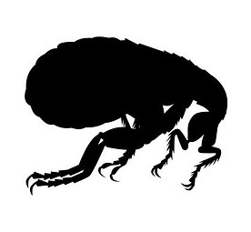 flea.jpeg