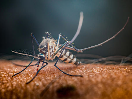 A macro photograph of a mosquito on a leaf, illustrating the start of mosquito season in Wichita.