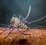 A macro photograph of a mosquito on a leaf, illustrating the start of mosquito season in Wichita.
