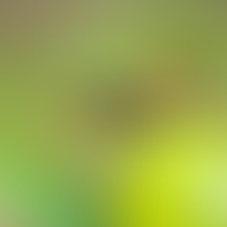 Close-up of a yellow-and-black wasp perched on a green fruit, wings raised, against a soft blurred green background in Overland Park, KS.