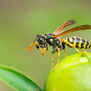 Close-up of a yellow-and-black wasp perched on a green fruit, wings raised, against a soft blurred green background in Overland Park, KS.