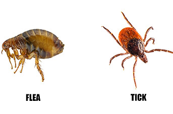 Flea and Tick Control