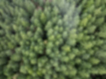 Seen from a bird's eye view, a thick forest of Douglas fir trees thrives in Molalla River
