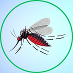 Mosquito.png
