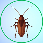 Cockroach.png