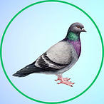 Pigeon.png