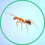 Ant.png