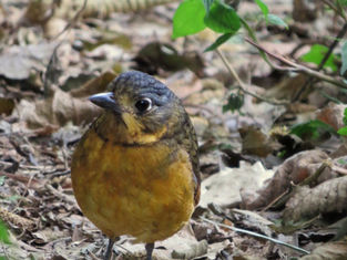 Tour de aves en Tepepul