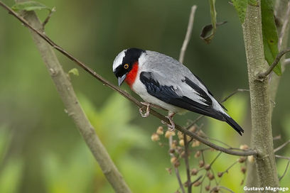 O Programa de Conservação da Saíra-Apunhalada Abre Vagas de Estágio Remunerado