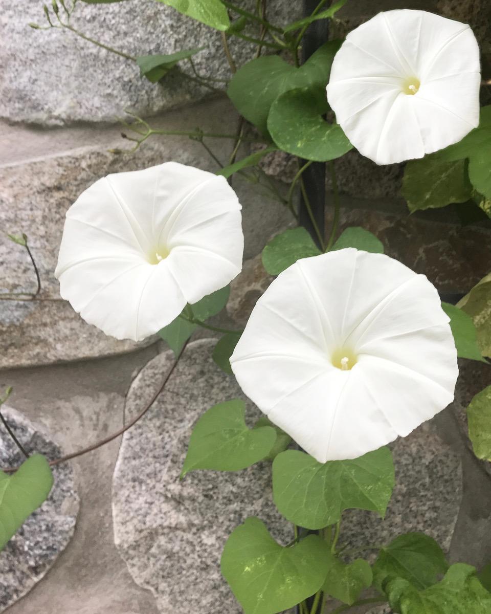 White Moonflowers