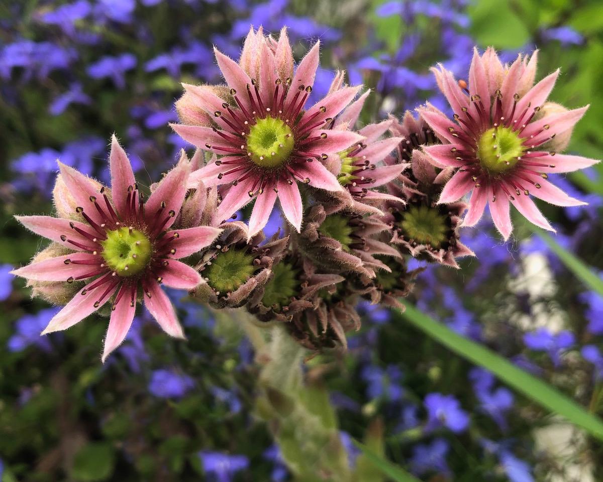 Cactus Wildflowers
