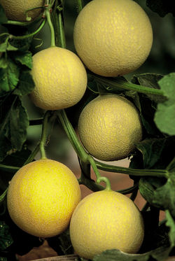 DE RUITER SEEDS - SPAIN