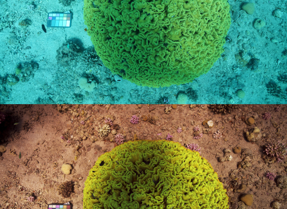 Our research in Scientific American