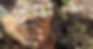 Bareroot Trees | Florae Farms